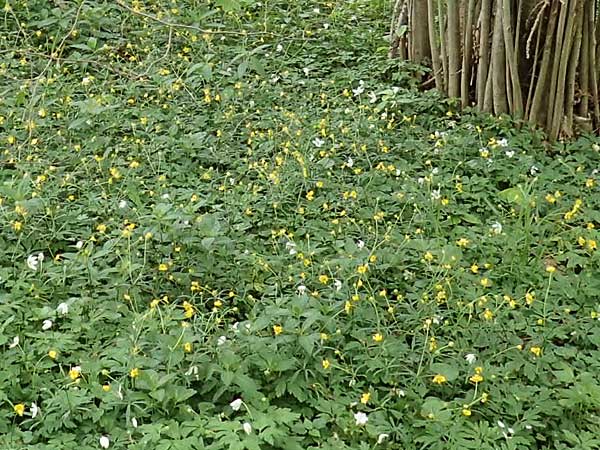 Ranunculus halebardifolius \ Hellebardenblttriger Gold-Hahnenfu / Halberd-Leaved Goldilocks, D Dormagen-Delhoven 23.4.2017