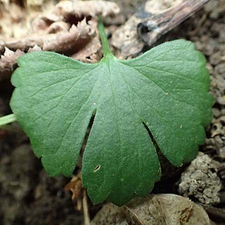 Ranunculus halebardifolius \ Hellebardenblttriger Gold-Hahnenfu / Halberd-Leaved Goldilocks, D Dormagen-Delhoven 23.4.2017