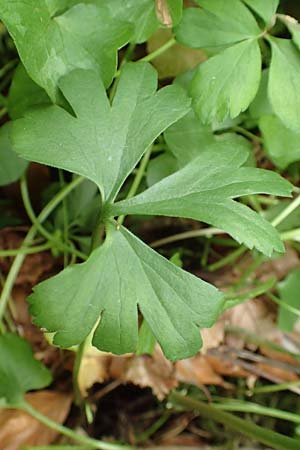 Ranunculus halebardifolius \ Hellebardenblttriger Gold-Hahnenfu / Halberd-Leaved Goldilocks, D Dormagen-Delhoven 23.4.2017
