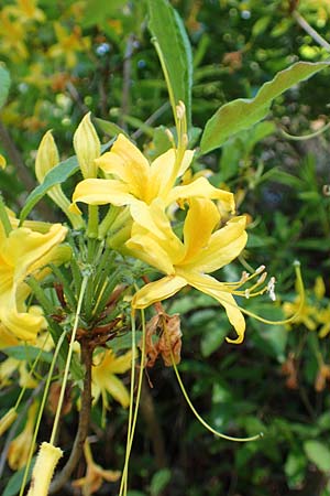 Rhododendron luteum \ Gelbe Alpenrose, Pontische Azalee / Yellow Rhododendron, D Schwarzwald/Black-Forest, Todtnau 27.5.2017
