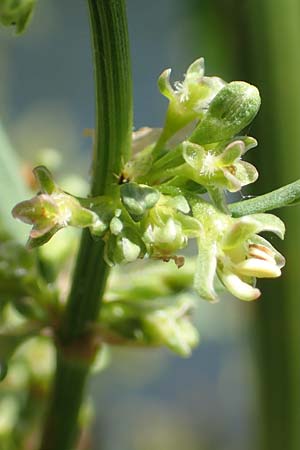 Rumex hydrolapathum \ Flu-Ampfer, Teich-Ampfer / Great Water Dock, D Laudenbach am Main 24.6.2017