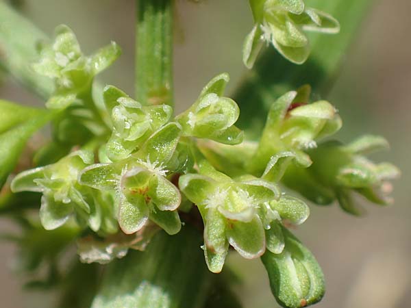 Rumex hydrolapathum \ Flu-Ampfer, Teich-Ampfer / Great Water Dock, D Laudenbach am Main 24.6.2017