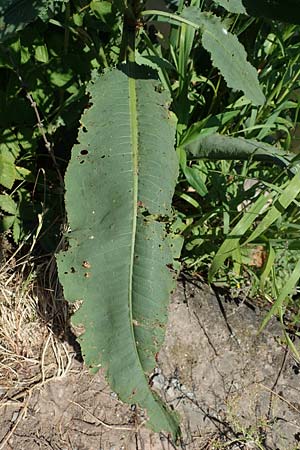 Rumex hydrolapathum \ Flu-Ampfer, Teich-Ampfer / Great Water Dock, D Laudenbach am Main 24.6.2017