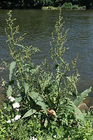 Rumex hydrolapathum \ Flu-Ampfer, Teich-Ampfer / Great Water Dock, D Laudenbach am Main 24.6.2017