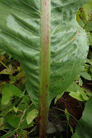 Rumex hydrolapathum \ Flu-Ampfer, Teich-Ampfer / Great Water Dock, D Weißenthurm-Kaltenengers 27.9.2017