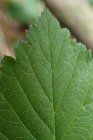 Rubus hermes \ Hermes-Brombeere, D Eifel, Gemünd 9.6.2020