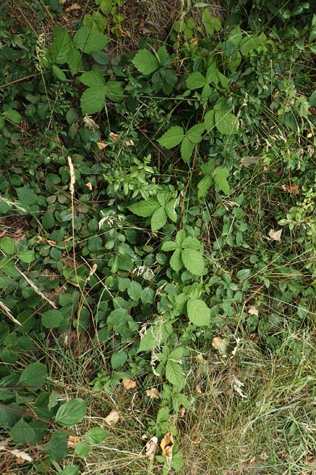 Rubus histrionicus \ Schauspieler-Haselblatt-Brombeere / Actor's Bramble, D Sachsenheim-Häfnerhaslach 24.7.2020