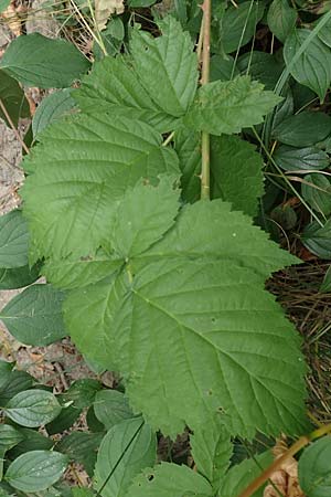 Rubus histrionicus \ Schauspieler-Haselblatt-Brombeere / Actor's Bramble, D Sachsenheim-Häfnerhaslach 24.7.2020