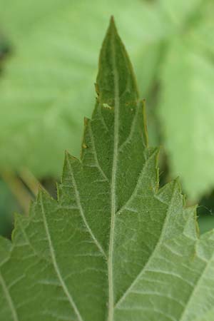 Rubus histrionicus \ Schauspieler-Haselblatt-Brombeere / Actor's Bramble, D Sachsenheim-Häfnerhaslach 24.7.2020