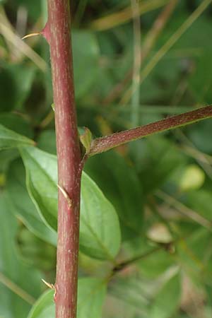 Rubus histrionicus \ Schauspieler-Haselblatt-Brombeere / Actor's Bramble, D Sachsenheim-Häfnerhaslach 24.7.2020