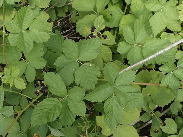Rubus histrionicus \ Schauspieler-Haselblatt-Brombeere / Actor's Bramble, D Sachsenheim-Häfnerhaslach 24.7.2020