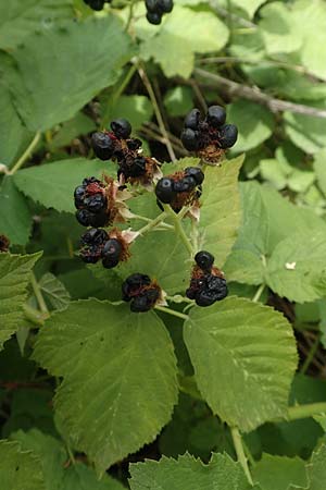 Rubus histrionicus \ Schauspieler-Haselblatt-Brombeere / Actor's Bramble, D Sachsenheim-Häfnerhaslach 24.7.2020