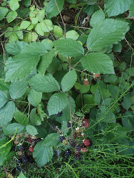 Rubus hypomalacus \ Samtblttrige Brombeere / Velvet-Leaved Bramble, D Bad Orb 19.8.2020