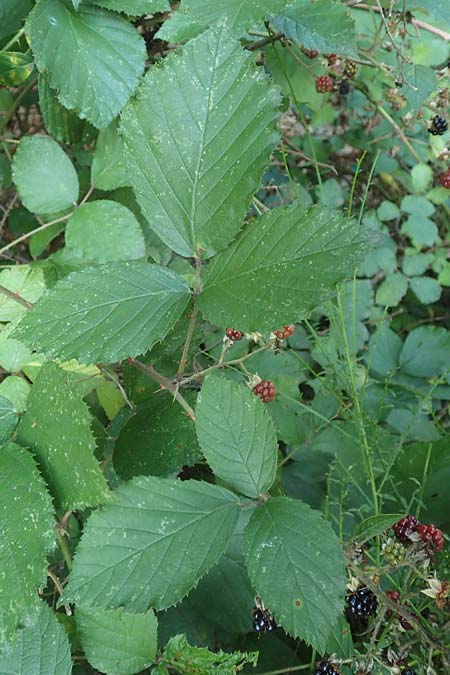 Rubus hypomalacus \ Samtblttrige Brombeere / Velvet-Leaved Bramble, D Bad Orb 19.8.2020