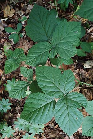 Rubus hadracanthos \ Dickstachelige Haselblatt-Brombeere / Thick-Spined Bramble, D Osnabrück 10.8.2021