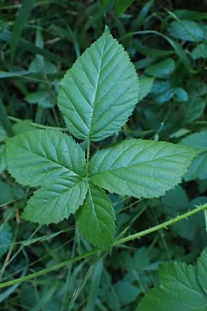 Rubus hadracanthos \ Dickstachelige Haselblatt-Brombeere / Thick-Spined Bramble, D Osnabrück 10.8.2021