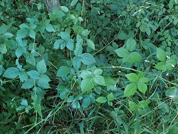 Rubus hadracanthos \ Dickstachelige Haselblatt-Brombeere / Thick-Spined Bramble, D Osnabrück 10.8.2021