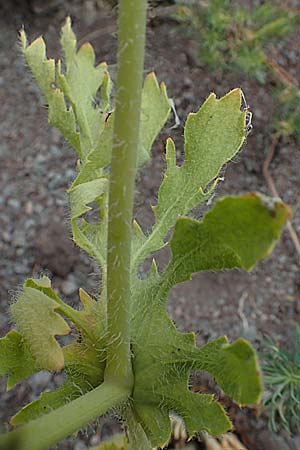 Glaucium corniculatum \ Roter Hornmohn / Red Horned Poppy, D Thüringen, Erfurt 6.6.2022