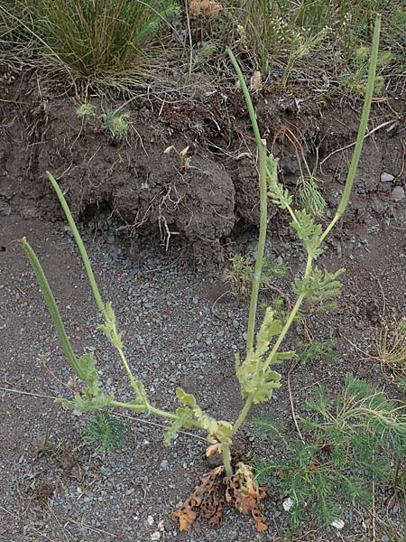Glaucium corniculatum \ Roter Hornmohn / Red Horned Poppy, D Thüringen, Erfurt 6.6.2022