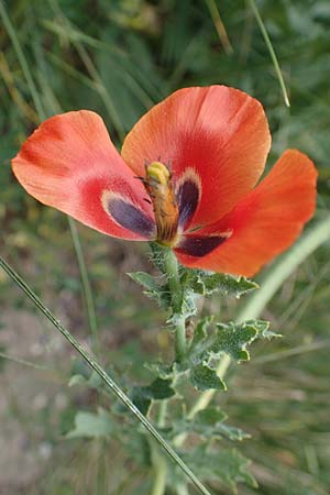 Glaucium corniculatum \ Roter Hornmohn / Red Horned Poppy, D Thüringen, Erfurt 6.6.2022