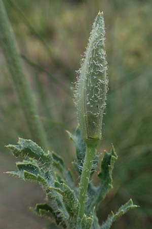 Glaucium corniculatum \ Roter Hornmohn / Red Horned Poppy, D Thüringen, Erfurt 6.6.2022