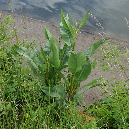 Rumex hydrolapathum \ Flu-Ampfer, Teich-Ampfer / Great Water Dock, D Ulm 25.5.2025