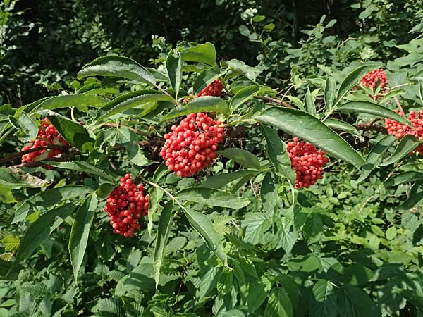 Sambucus racemosa \ Roter Holunder, Trauben-Holunder / Red-Berried Elder, D Neustadt am Main 28.6.2026