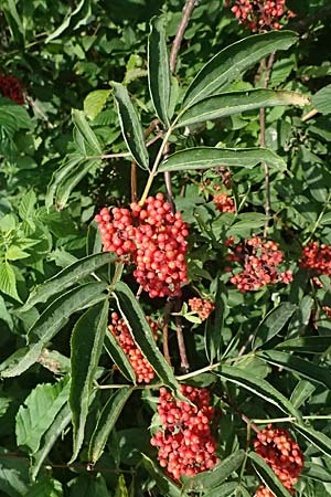 Sambucus racemosa \ Roter Holunder, Trauben-Holunder / Red-Berried Elder, D Neustadt am Main 28.6.2026