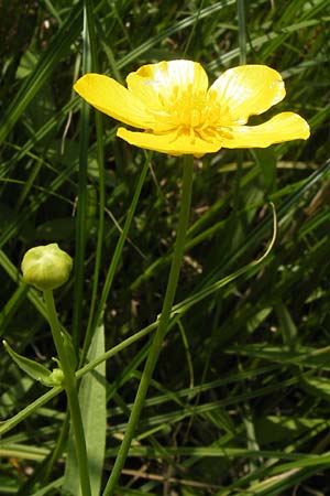 Ranunculus lingua \ Zungen-Hahnenfu / Greater Spearwort, D Mainz 30.6.2012