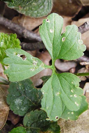 Ranunculus lucorum \ Hain-Gold-Hahnenfu / Grove Goldilocks, D Schwetzingen 13.4.2015