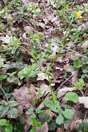 Ranunculus lucorum \ Hain-Gold-Hahnenfu / Grove Goldilocks, D Schwetzingen 13.4.2015