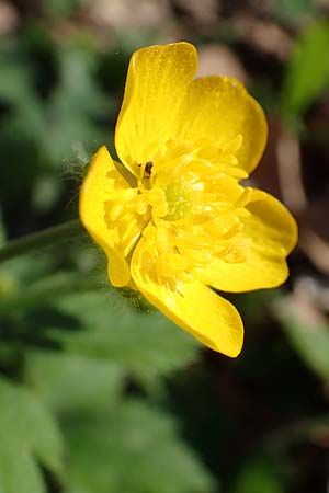 Ranunculus lanuginosus \ Wolliger Hahnenfu / Woolly-Leaved Buttercup, D Bensheim 7.4.2018