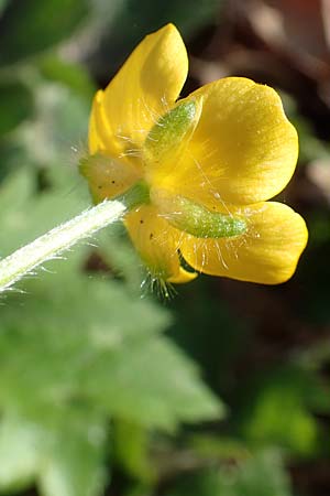 Ranunculus lanuginosus \ Wolliger Hahnenfu / Woolly-Leaved Buttercup, D Bensheim 7.4.2018