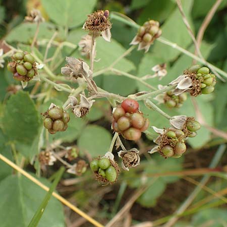 Rubus leucophaeus \ Weigraue Haselblatt-Brombeere / White-Grey Bramble, D Odenwald, Fürth 5.7.2018