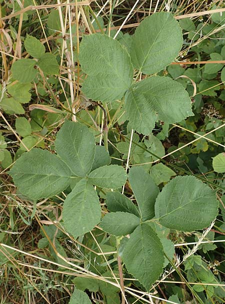Rubus leucophaeus \ Weigraue Haselblatt-Brombeere / White-Grey Bramble, D Odenwald, Fürth 5.7.2018