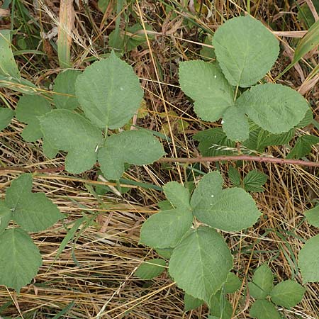 Rubus leucophaeus \ Weigraue Haselblatt-Brombeere / White-Grey Bramble, D Odenwald, Fürth 5.7.2018