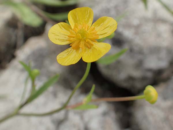 Ranunculus lingua \ Zungen-Hahnenfu / Greater Spearwort, D Celle 24.8.2018