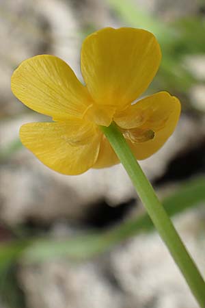 Ranunculus lingua \ Zungen-Hahnenfu / Greater Spearwort, D Celle 24.8.2018