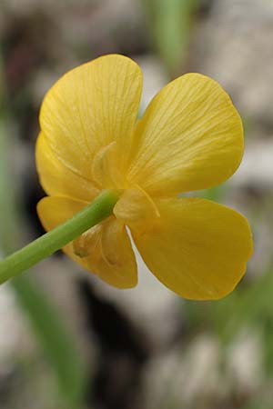 Ranunculus lingua \ Zungen-Hahnenfu / Greater Spearwort, D Celle 24.8.2018