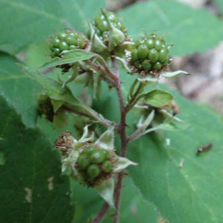 Rubus loehrii \ Lhrs Brombeere / Loehr's Bramble, D Trendelburg 28.7.2019