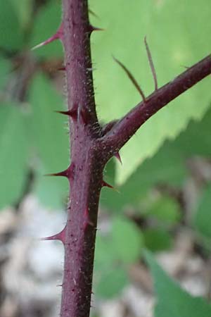 Rubus loehrii \ Lhrs Brombeere / Loehr's Bramble, D Trendelburg 28.7.2019