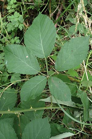 Rubus leptothyrsos \ Dnnrispige Brombeere / Thin-Panicle Bramble, D Kaufungen 28.7.2019