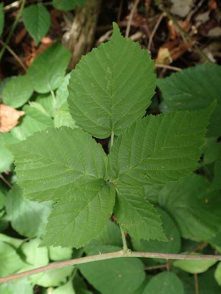 Rubus lictorum \ Liktoren-Haselblatt-Brombeere / Lictors' Bramble, D Sternenfels 24.7.2020
