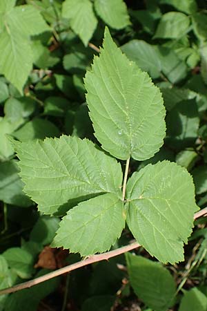 Rubus lictorum \ Liktoren-Haselblatt-Brombeere / Lictors' Bramble, D Sternenfels 24.7.2020