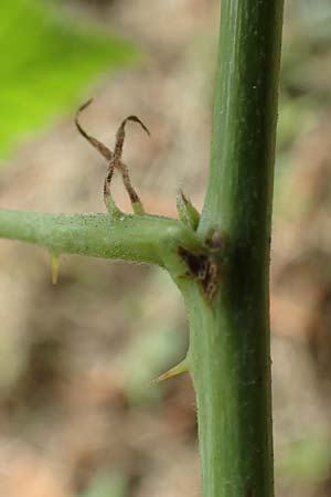 Rubus lictorum \ Liktoren-Haselblatt-Brombeere / Lictors' Bramble, D Sternenfels 24.7.2020