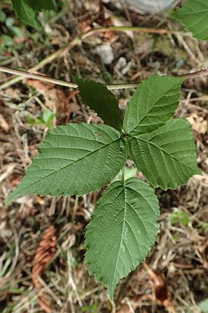 Rubus lictorum \ Liktoren-Haselblatt-Brombeere / Lictors' Bramble, D Sternenfels 24.7.2020