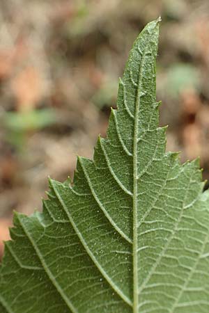 Rubus lictorum \ Liktoren-Haselblatt-Brombeere / Lictors' Bramble, D Sternenfels 24.7.2020