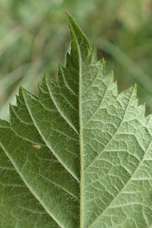 Rubus remotifolius \ Entferntblttrige Haselblatt-Brombeere / Remote-Leaved Bramble, D Sachsenheim-Häfnerhaslach 24.7.2020