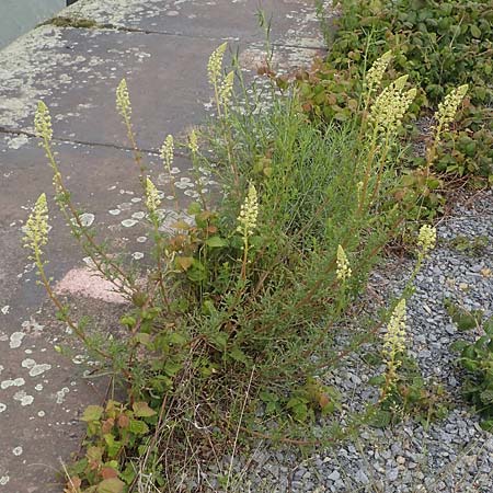 Reseda lutea, Echte Katzenminze