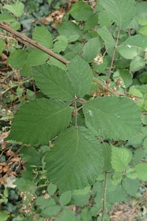 Rubus macrophyllus \ Breitblttige Brombeere / Large Leaved Bramble, D Odenwald, Fürth 5.7.2018